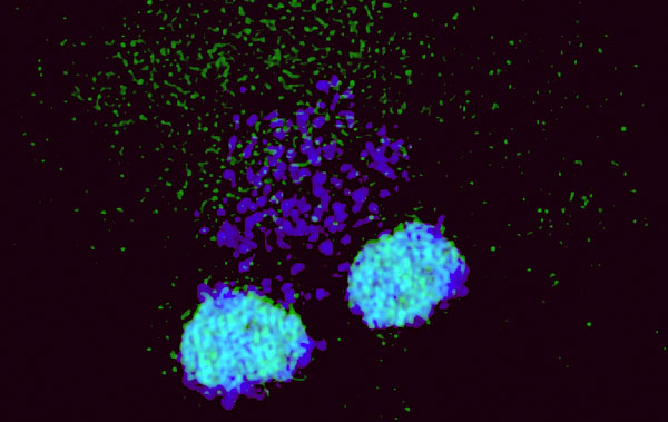 Figure 1: Heterochromatin reprogramming in pollen...